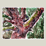 Arbutus