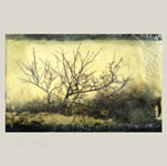 Encaustics