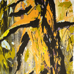 Yellow Cedar
