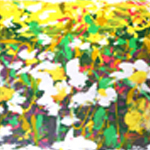 Daisy Field