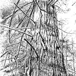 Pen and Ink