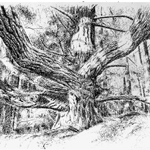 Grandmother Tree