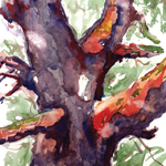 Watercolours by Lampitoc